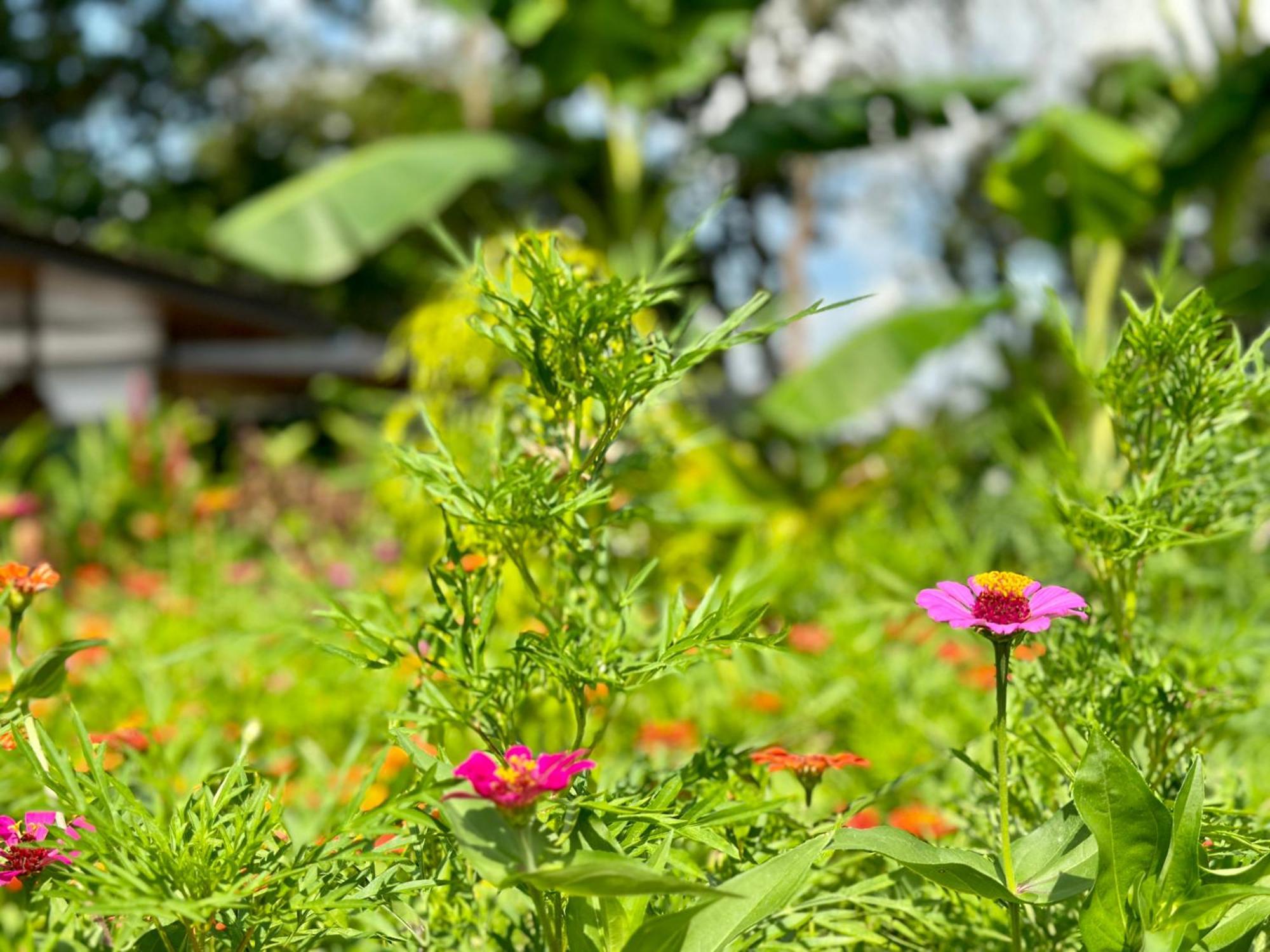Almendros Eco-Villas La Fortuna Eksteriør bilde